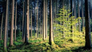 Foresight Sustainable Forestry receives takeover offer from Averon Park